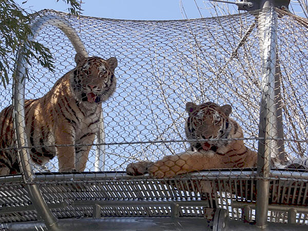 Big Cat Crossing Philadelphia Zoo