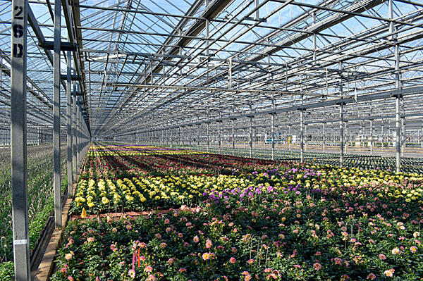 Metrolina Greenhouses